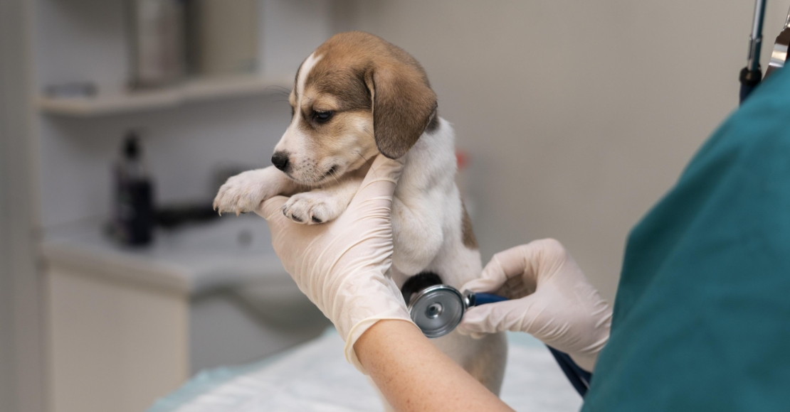 La Importancia de un Seguro para Mascotas